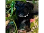 Yorkshire Terrier Puppy for sale in West Columbia, TX, USA