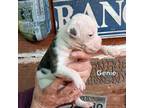 Olde Bulldog Puppy for sale in Martin, GA, USA