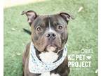 Adopt Oriel a Pit Bull Terrier, Mixed Breed