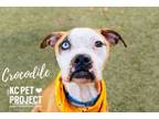 Adopt Crocodile a Pit Bull Terrier, Mixed Breed