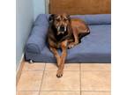 Adopt Lincoln a Shepherd, Labrador Retriever