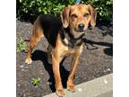 Adopt Guinness - Kiss Me I'm Irish litter a Beagle