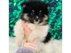 Pomeranian Puppy for sale in Middlebury, IN, USA