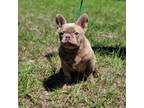 French Bulldog Puppy for sale in Brooksville, FL, USA