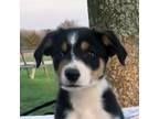 Border Collie Puppy for sale in Atoka, OK, USA