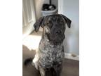 Adopt Charlie a Mastiff, Mixed Breed