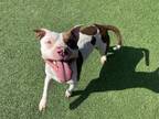 Adopt THEVEN a American Staffordshire Terrier, Mixed Breed