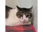 Adopt Craig - Spirit Cat a Domestic Short Hair