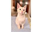 Adopt Blizzard a Siamese, Tabby