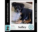 Adopt Sulley (Caryn's Monsters Inc Pups) 012724 a Cattle Dog, Labrador Retriever