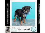 Adopt Wazowski (Caryn's Monsters Inc Pups) 012724 a Cattle Dog