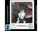 Adopt Needleman (Caryn's Monsters Inc Pups) 012724 a Cattle Dog