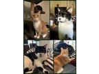 Adopt Charlie and Snoopy a Domestic Short Hair