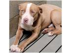 Adopt Hildago a Pit Bull Terrier