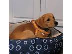 Adopt Eddie a Beagle, Yellow Labrador Retriever