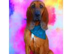 Adopt Rocket Man JuM a Bloodhound