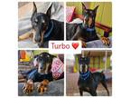 Adopt Turbo a Doberman Pinscher