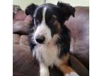 Adopt Sparky a Australian Shepherd