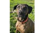 Adopt Captain (Chimmy) a Plott Hound