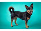 Adopt ACE a German Shepherd Dog, Shepherd