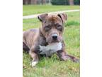 Adopt SPOONS a Pit Bull Terrier, Mixed Breed