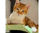 Adopt Cosmo (formerly Corist) a Domestic Short Hair