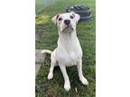 Adopt JOSH a Labrador Retriever