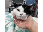 Adopt Ying a Domestic Short Hair