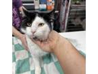 Adopt Yang a Domestic Short Hair