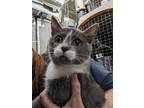 Adopt Arrow a Domestic Short Hair