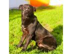 Adopt Asher 24-02-153 a Black Labrador Retriever, Mixed Breed