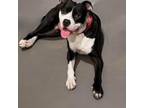 Adopt Ares a American Staffordshire Terrier