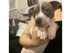 Adopt Blue a Pointer, Pit Bull Terrier