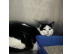 Adopt Oreo Cookie a Domestic Short Hair