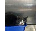 Adopt Lucky (Formerly Luna) a Domestic Short Hair