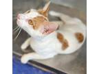 Adopt Alan a Domestic Short Hair