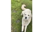 Adopt Yeti a Great Pyrenees, Mixed Breed