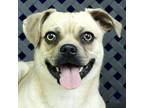 Adopt Merrick a Boston Terrier, Pug