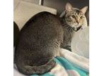 Adopt Sebastian a Domestic Short Hair