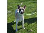 Adopt Shilo a Pit Bull Terrier