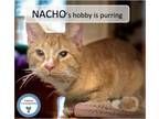 Adopt Nacho a Tabby