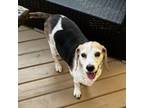 Adopt Jasper a Beagle