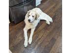 Adopt Jack a Great Pyrenees