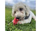 Adopt Kobe a Bichon Frise