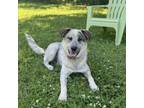 Adopt Ranger a Australian Cattle Dog / Blue Heeler