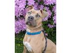 Adopt Chris Traeger a Pit Bull Terrier