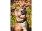 Adopt Shadow a Catahoula Leopard Dog, Pit Bull Terrier