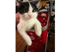 Adopt Hawk a American Shorthair