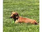 Adopt Schroeder a Dachshund