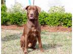 Adopt Buddy - Adopted a Chocolate Labrador Retriever, Labrador Retriever